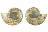 Cut & Polished, Agatized Ammonite Fossil - Madagascar #266737-1